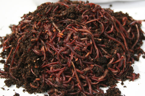 Fishing Bait Utilizing Red Worms Found In Compost Photo, 51% OFF