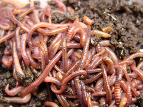 1000 European Night Crawlers – Worm Farm - Worms in BULK!